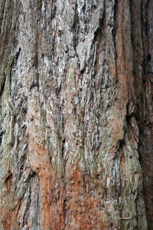 Bark Texture