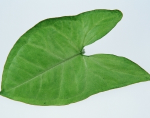 Plant Leaves