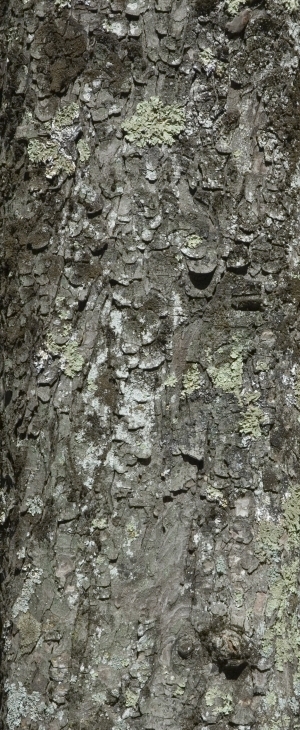 Bark Texture