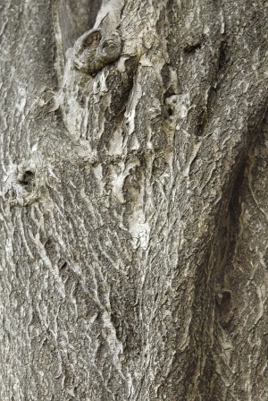 Bark Texture