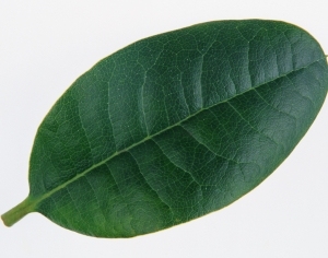 Plant Leaves