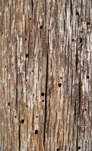 Bark Texture