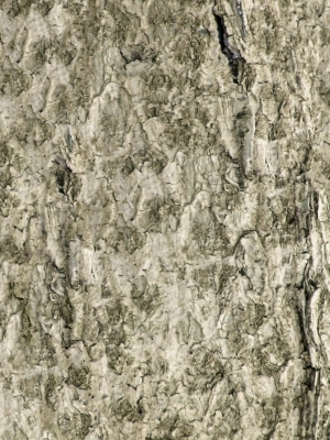 Bark Texture