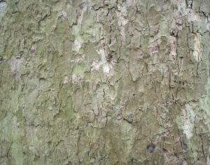 Bark Texture