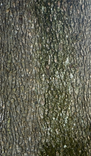 Bark Texture