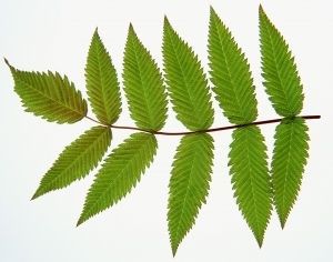 Plant Leaves