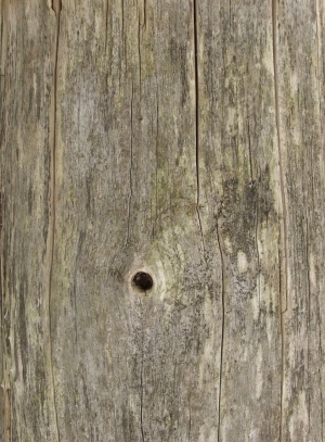 Bark Texture