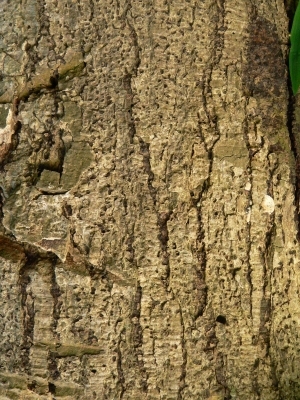 Bark Texture