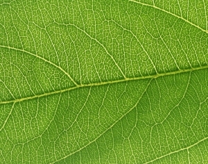 Plant Leaves