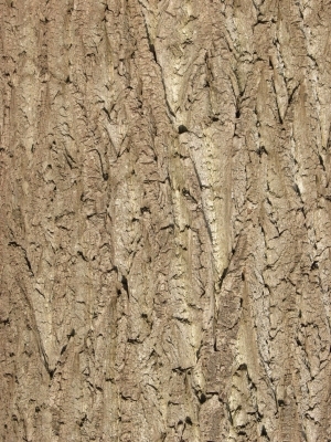 Bark Texture