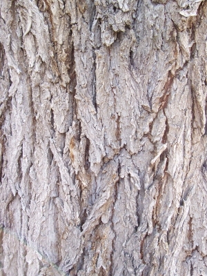 Bark Texture