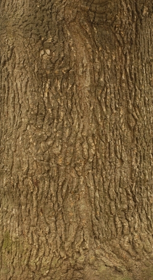 Bark Texture