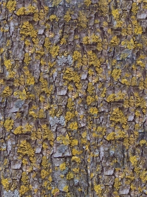 Bark Texture