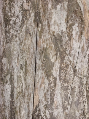 Bark Texture