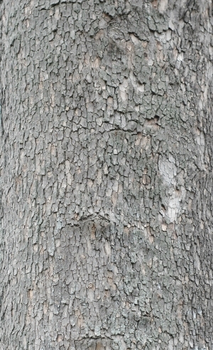 Bark Texture