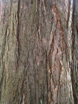 Bark Texture