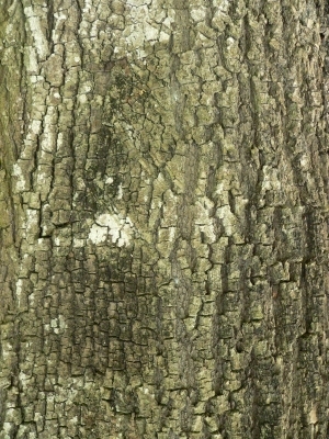 Bark Texture