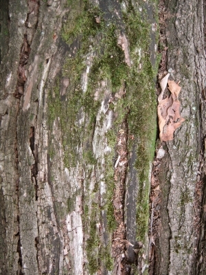 Bark Texture