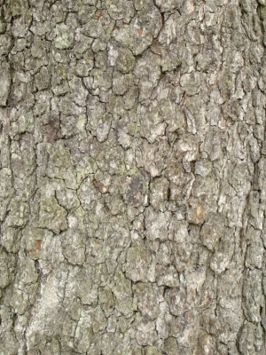 Bark Texture