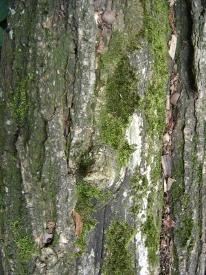 Bark Texture