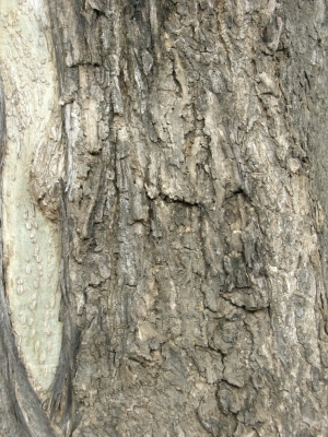 Bark Texture