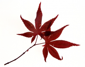 树叶-秋天树叶-ID:205057591