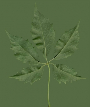 树叶-绿叶-ID:257355949