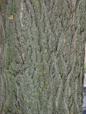 Bark Texture