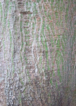 Bark Texture