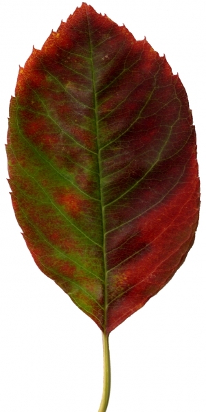 Plant Leaves