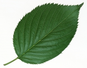 Plant Leaves