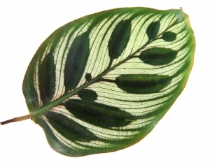 Plant Leaves