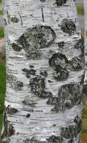 Bark Texture