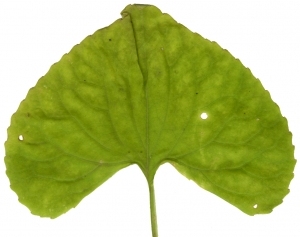 Plant Leaves