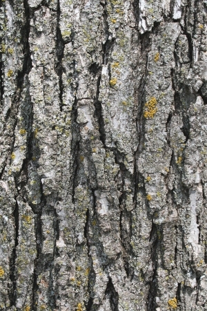 Bark Texture