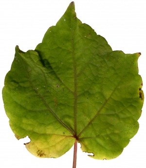 Plant Leaves