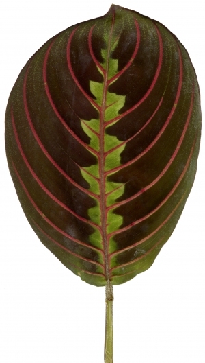 Plant Leaves