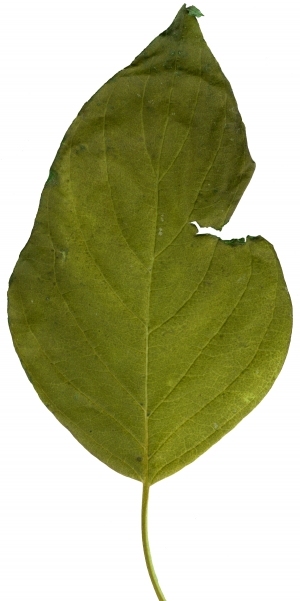 Plant Leaves