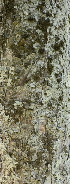 Bark Texture