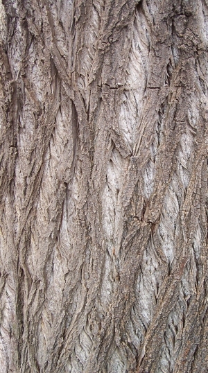 Bark Texture