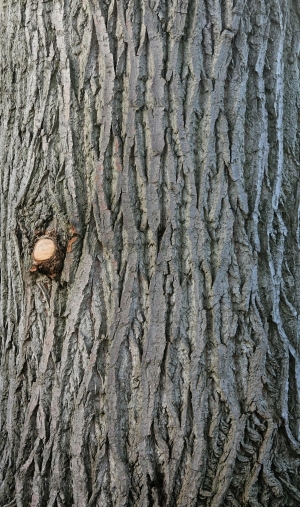 Bark Texture