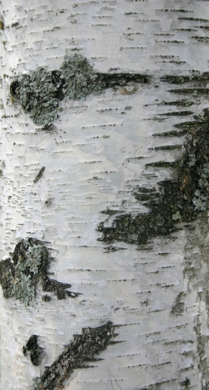 Bark Texture