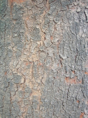 Bark Texture