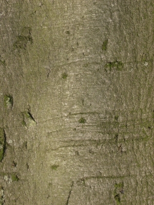 Bark Texture