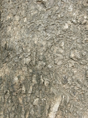 Bark Texture