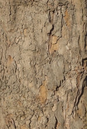 Bark Texture