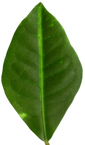 Plant Leaves