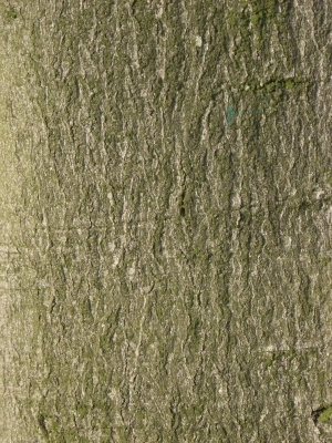 Bark Texture