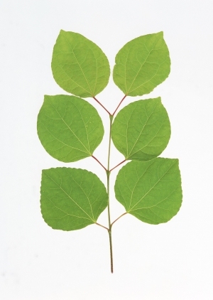 Plant Leaves