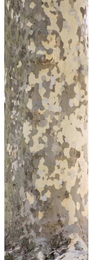 Bark Texture